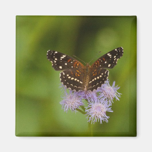 Texan Crescent Butterfly Magneet (Voorkant)