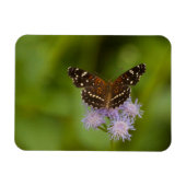 Texan Crescent Butterfly Magneet (Horizontaal)