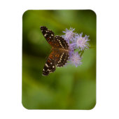 Texan Crescent Butterfly Magneet (Verticaal)