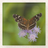 Texan Crescent vlinder Glazen Onderzetter (Voorkant)