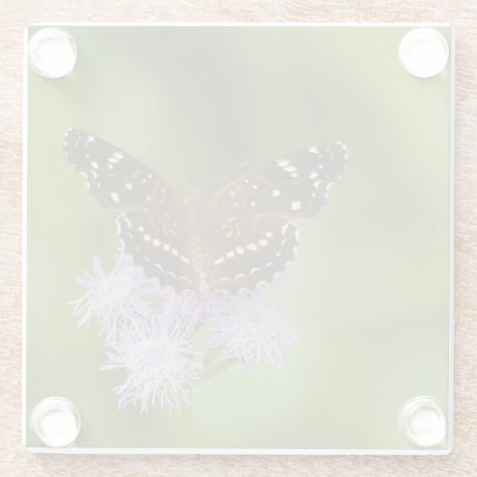 Texan Crescent vlinder Glazen Onderzetter (Achterkant)