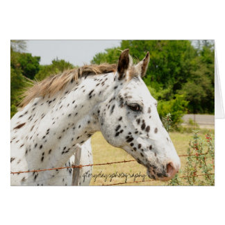 Texas Appaloosa