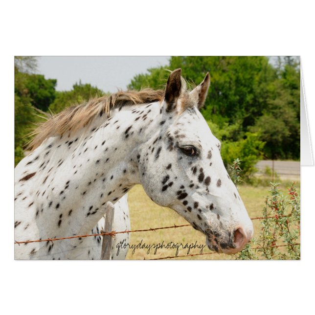 Texas Appaloosa (Voorkant Horizontaal)