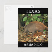 Texas Armadillo Briefkaart (Voorkant / Achterkant)