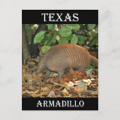 Texas Armadillo Briefkaart (Voorkant)