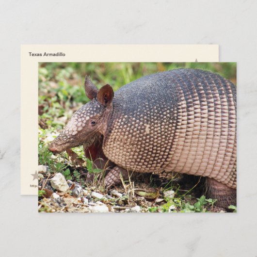 Texas Armadillo Briefkaart #3 (Voorkant / Achterkant)