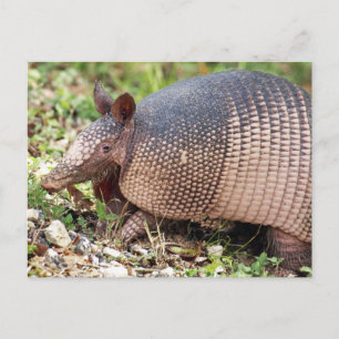 Texas Armadillo Briefkaart #3
