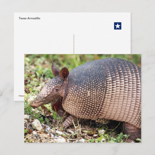 Texas Armadillo Briefkaart #3 (Voorkant / Achterkant)