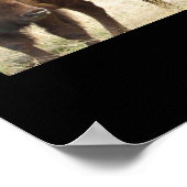 Texas Bison Poster (Hoek)