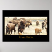 Texas Bison Poster (Voorkant)