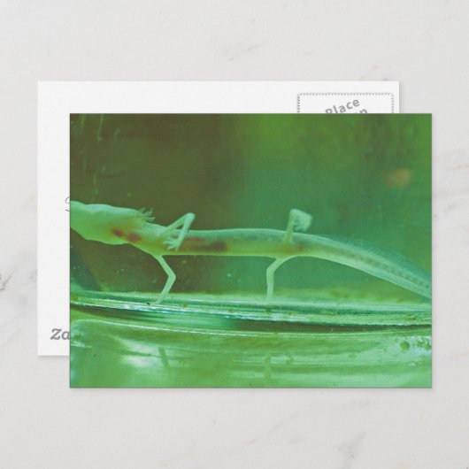 Texas Blind Salamander Briefkaart (Voorkant / Achterkant)