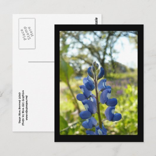 Texas Blue Bonnet Briefkaart (Voorkant / Achterkant)