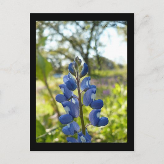 Texas Blue Bonnet Briefkaart (Voorkant)