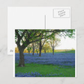 Texas Blue Bonnets Briefkaart (Voorkant / Achterkant)