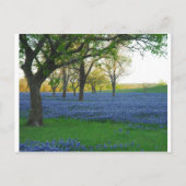 Texas Blue Bonnets Briefkaart (Voorkant)