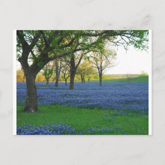 Texas Blue Bonnets Briefkaart (Voorkant)