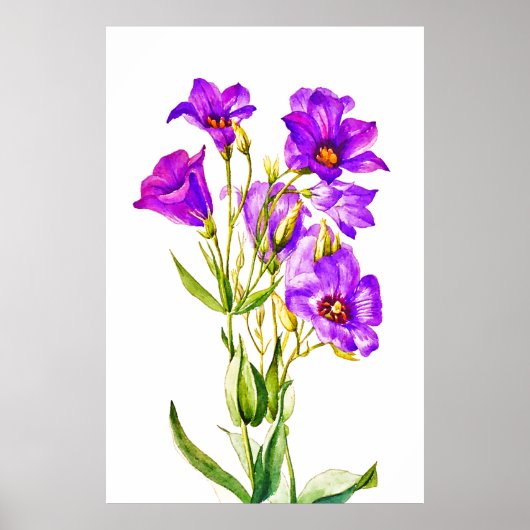 Texas Bluebells Edouane Russellianum Poster (Voorkant)