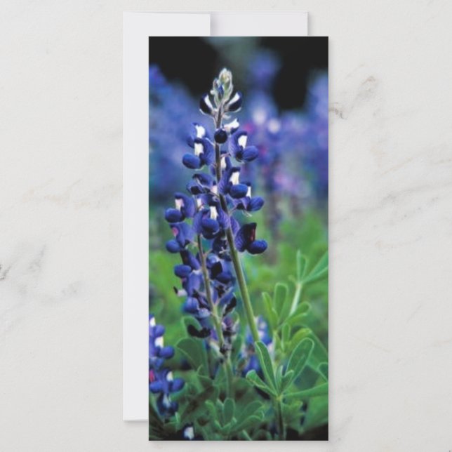 Texas Bluebonnet (Voorkant)