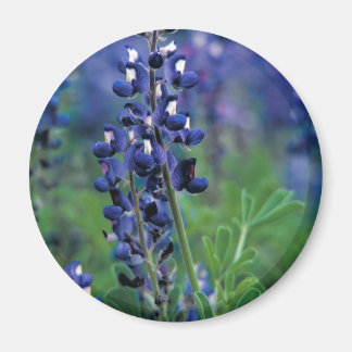 Texas Bluebonnet-2-Best Magneet