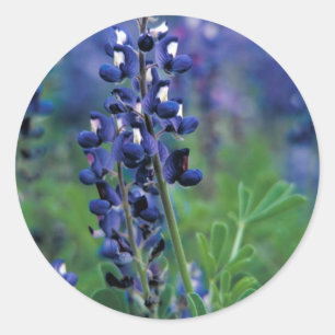 Texas Bluebonnet-2-Best Ronde Sticker