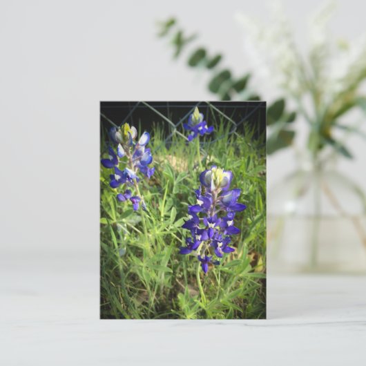 Texas Bluebonnet Briefkaart (Staand voorkant)