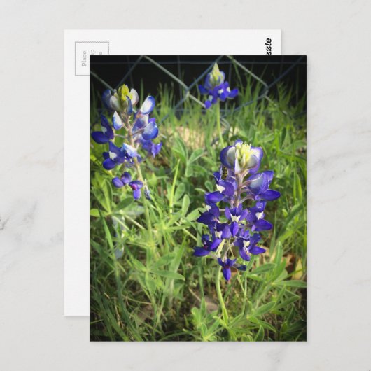 Texas Bluebonnet Briefkaart (Voorkant / Achterkant)