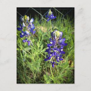 Texas Bluebonnet Briefkaart