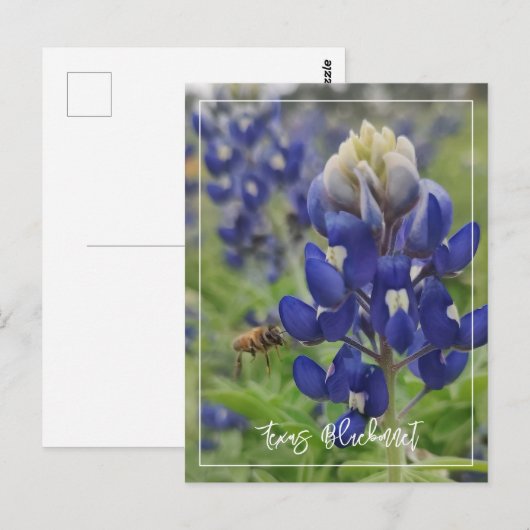 Texas Bluebonnet Briefkaart (Voorkant / Achterkant)