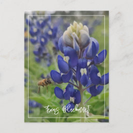 Texas Bluebonnet Briefkaart