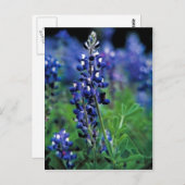 Texas Bluebonnet Briefkaart (Voorkant / Achterkant)