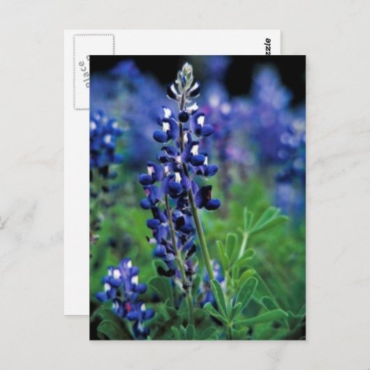 Texas Bluebonnet Briefkaart (Voorkant / Achterkant)