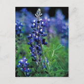 Texas Bluebonnet Briefkaart (Voorkant)
