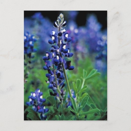 Texas Bluebonnet Briefkaart (Voorkant)
