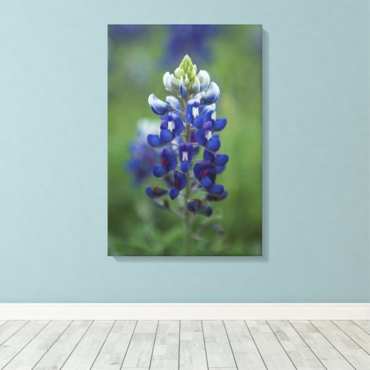 Texas Bluebonnet Canvas Afdruk (Insitu (Houten vloer))