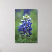Texas Bluebonnet Canvas Afdruk (Voorkant)