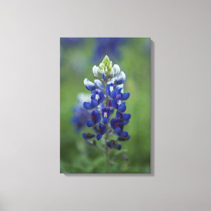 Texas Bluebonnet Canvas Afdruk