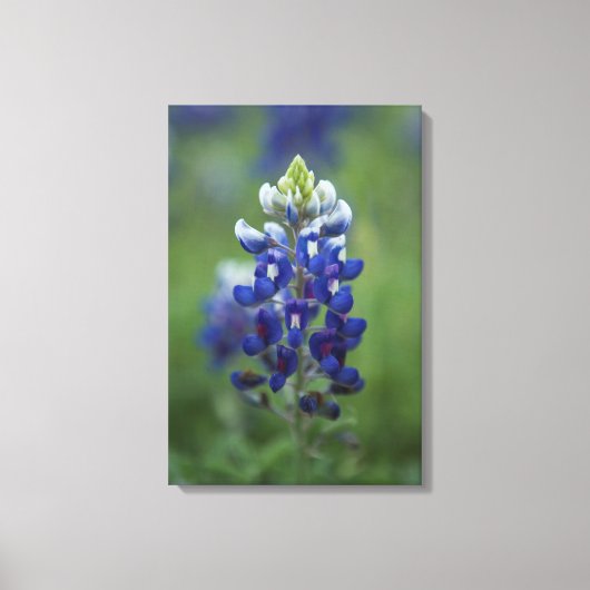 Texas Bluebonnet Canvas Afdruk (Voorkant)