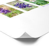 Texas Bluebonnet Collage Poster (Hoek)