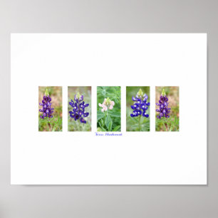Texas Bluebonnet Collage Poster