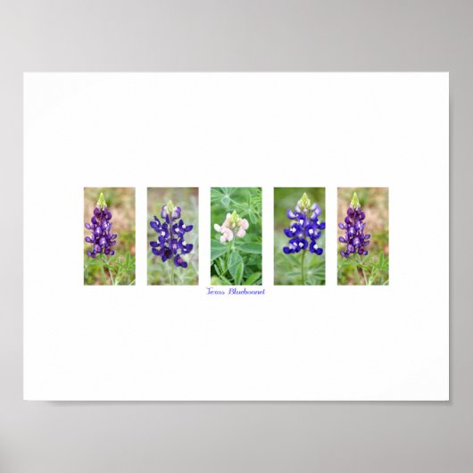 Texas Bluebonnet Collage Poster (Voorkant)