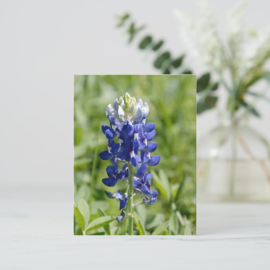 Texas Bluebonnet Flower Briefkaart (Staand voorkant)