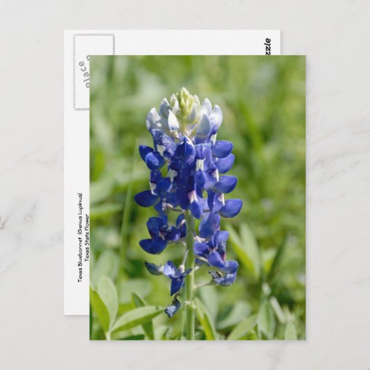 Texas Bluebonnet Flower Briefkaart (Voorkant / Achterkant)