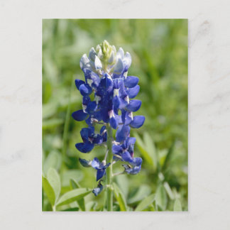 Texas Bluebonnet Flower Briefkaart