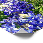 Texas Bluebonnet Flowers Hill Country Art Poster (Hoek)