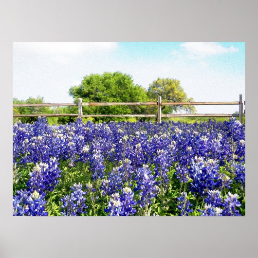 Texas Bluebonnet Flowers Hill Country Art Poster (Voorkant)