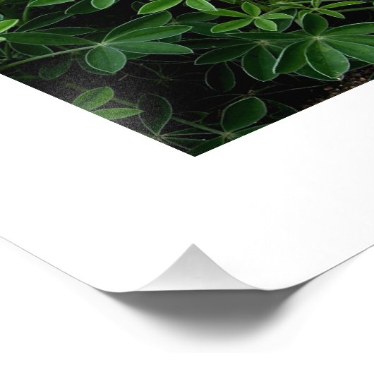 Texas Bluebonnet Foto Afdruk (Hoek)