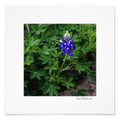 Texas Bluebonnet Foto Afdruk (Voorkant)