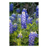Texas Bluebonnet Foto Afdruk (Voorkant)
