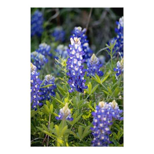 Texas Bluebonnet Foto Afdruk (Voorkant)