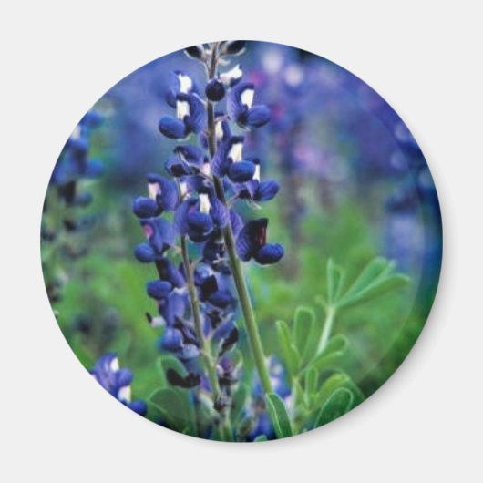 Texas Bluebonnet Magneet (Voorkant)